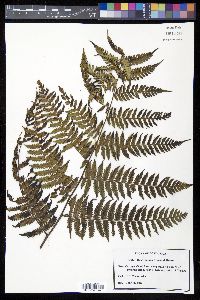 Cyathea holdrigeana image