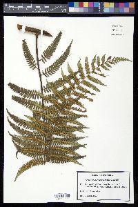 Cyathea holdrigeana image