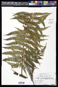 Cyathea holdrigeana image