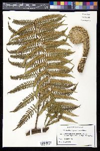 Cyathea holdrigeana image