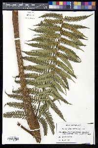 Cyathea holdrigeana image