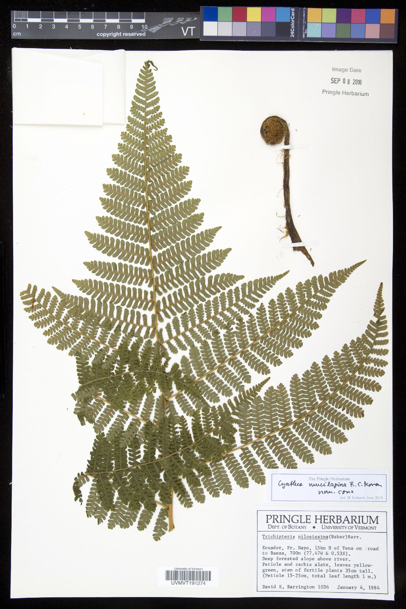 Cyathea mucilagina image