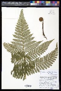 Cyathea mucilagina image