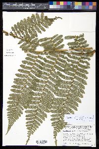 Cyathea mucilagina image