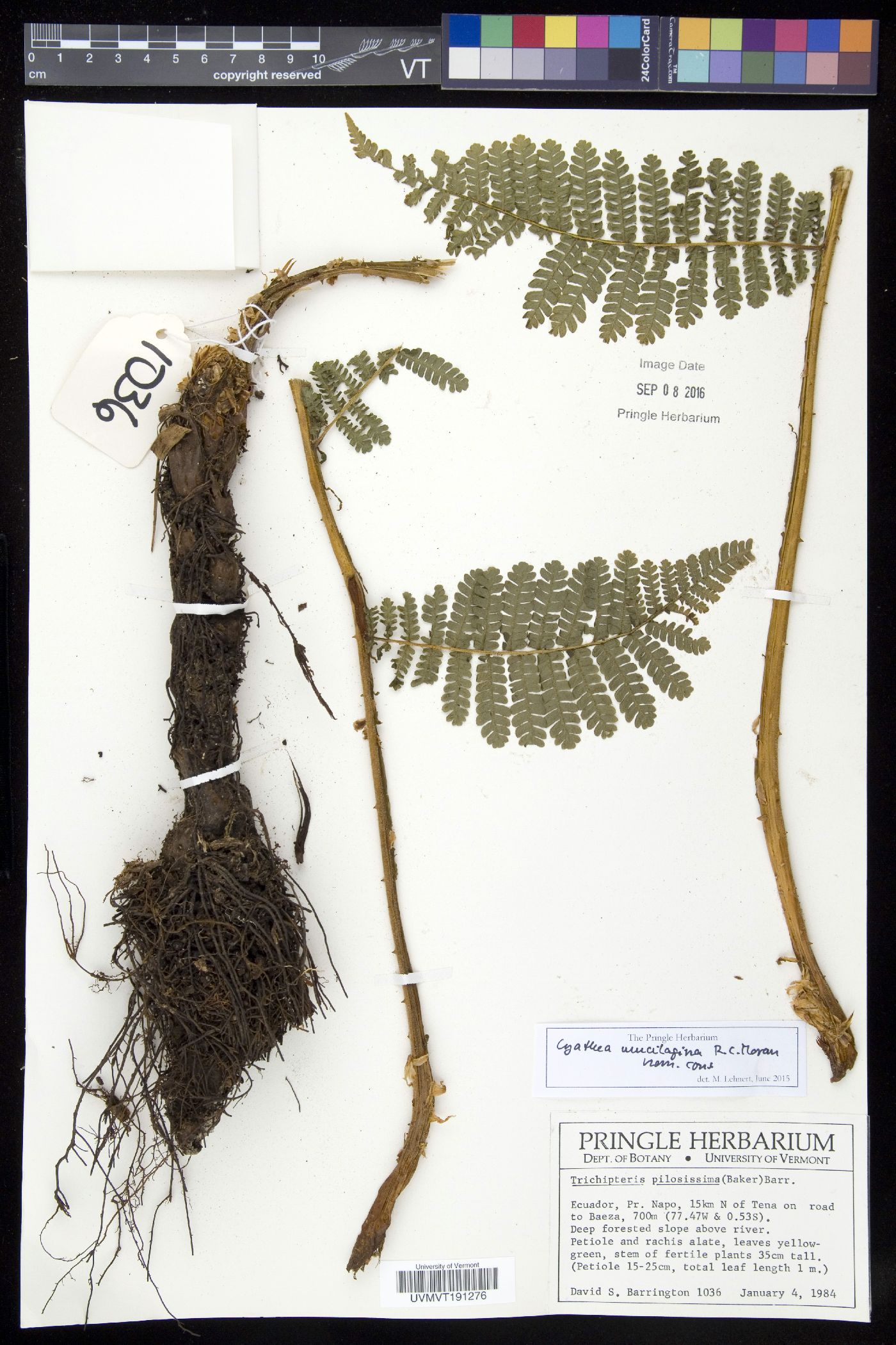 Cyathea mucilagina image