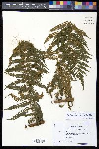 Cyathea microdonta image