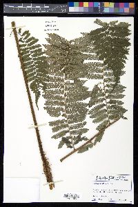 Cyathea multiflora image