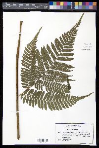 Cyathea multiflora image