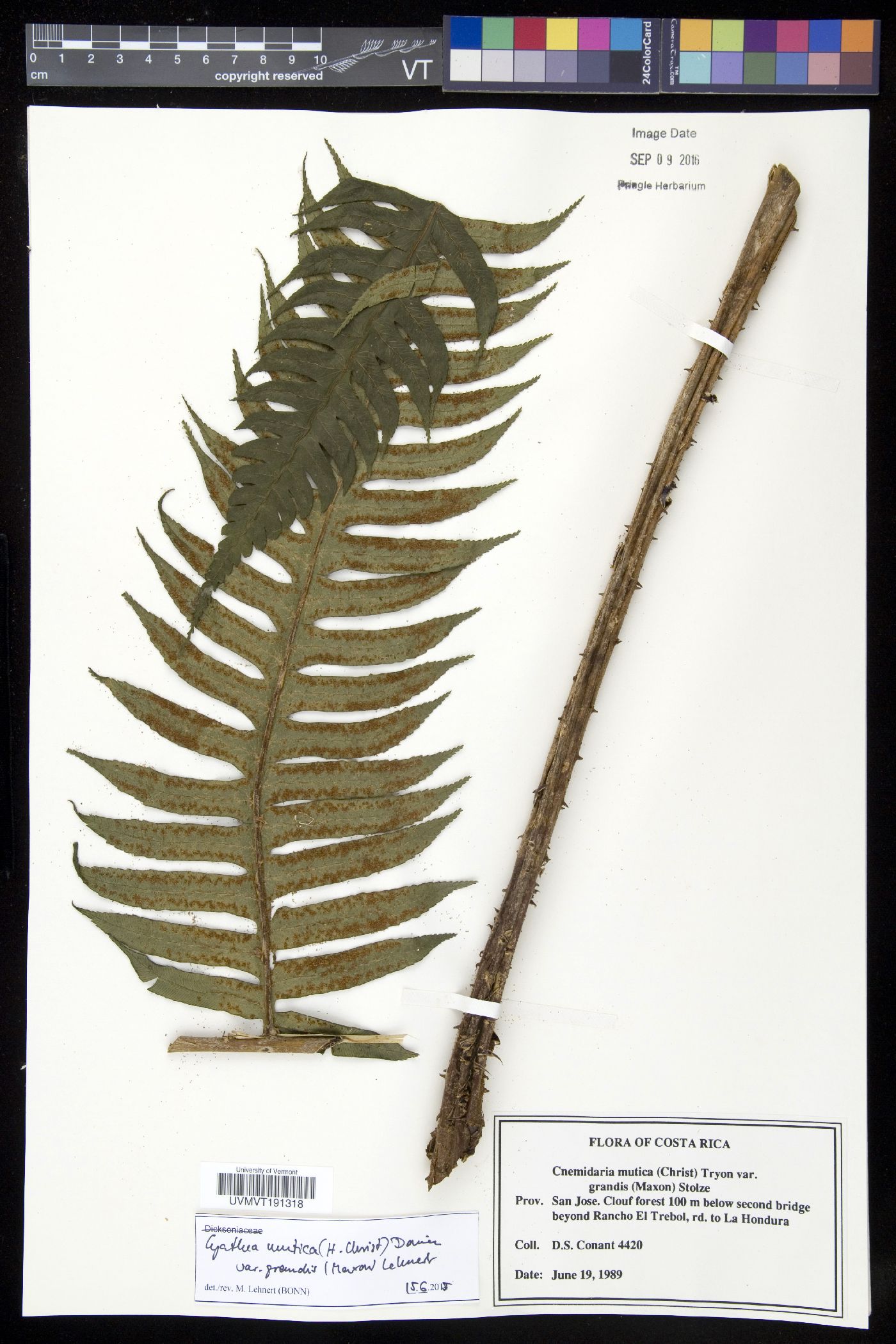 Cyathea mutica var. grandis image