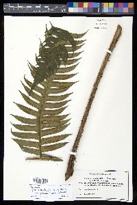 Cyathea mutica image