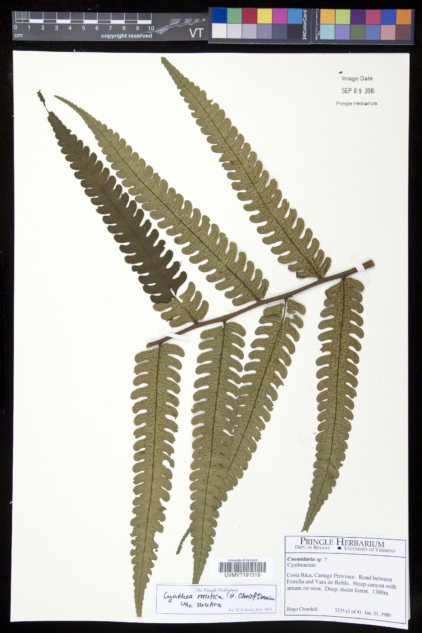 Cyathea mutica var. mutica image