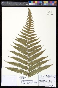 Cyathea mutica image