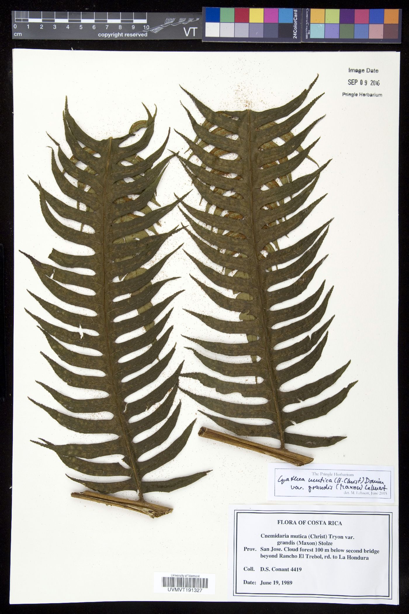 Cyathea mutica image