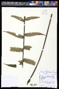 Cyathea mutica var. mutica image