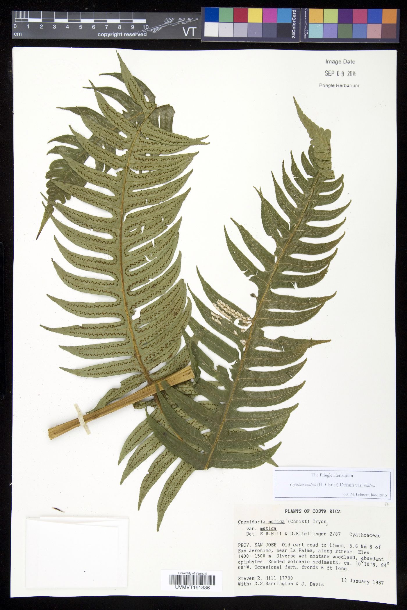 Cyathea mutica var. mutica image