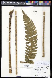 Cyathea mutica image