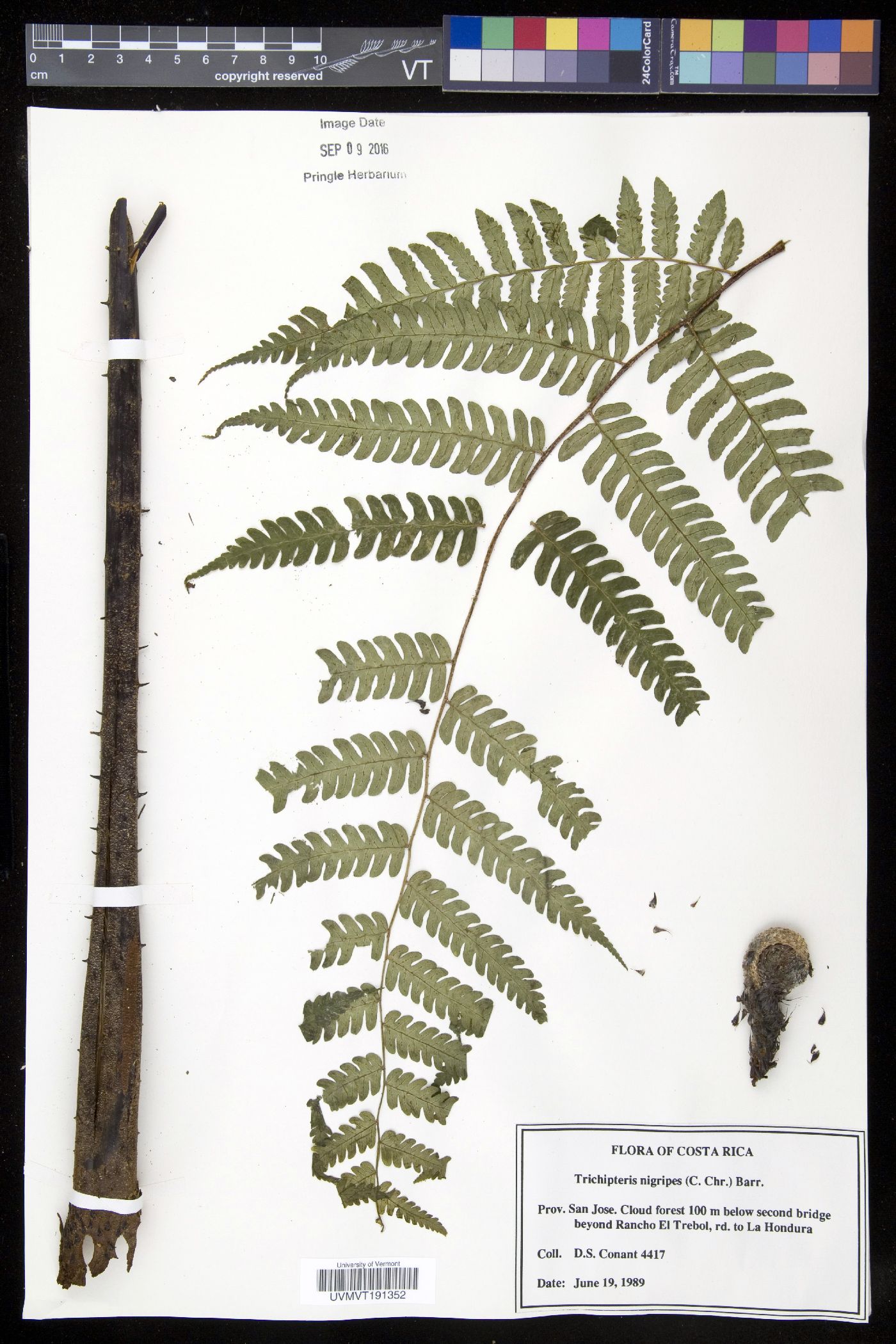 Cyathea nigripes image