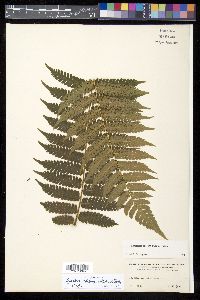 Cyathea pungens image