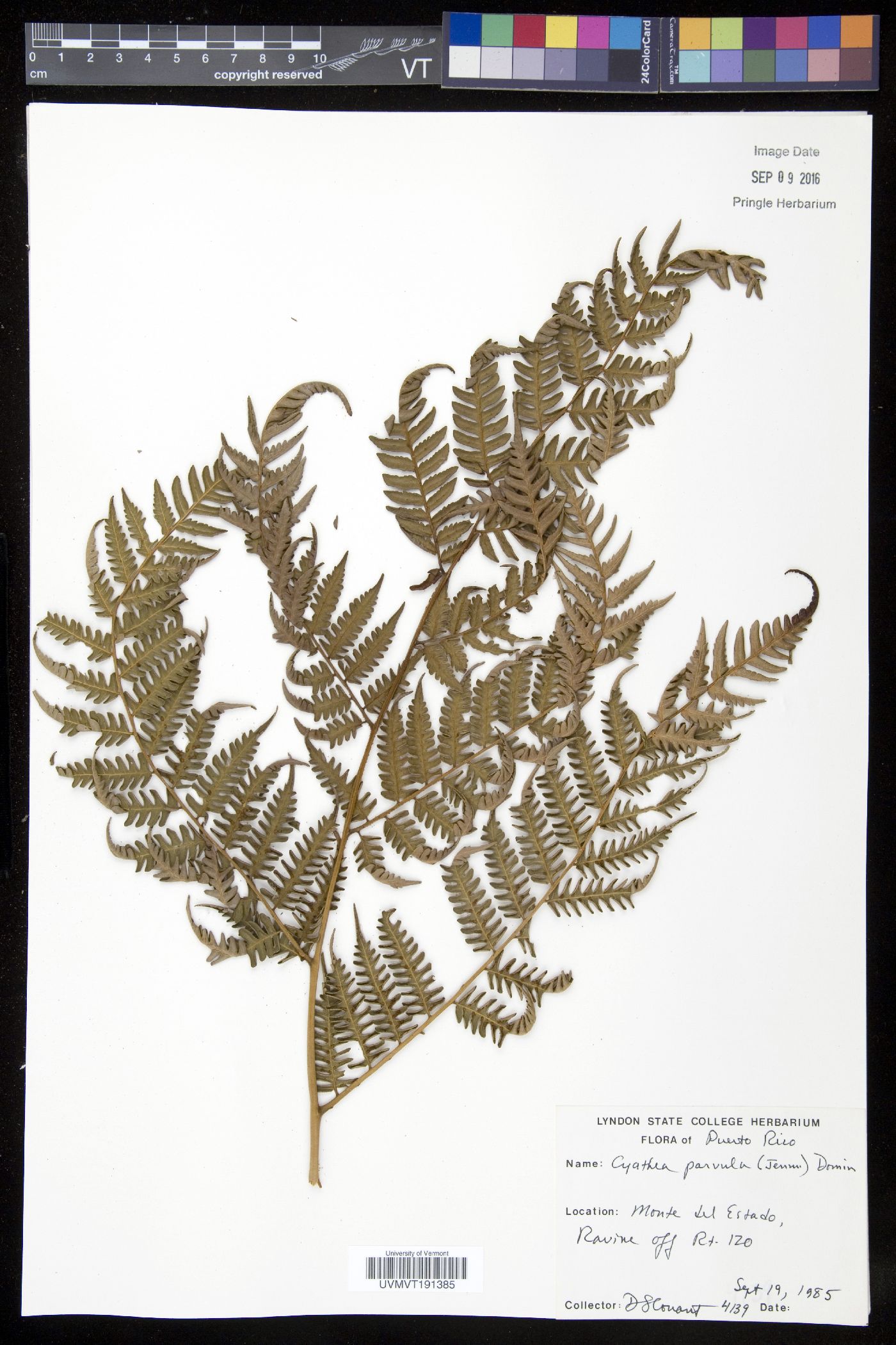 Cyathea parvula image