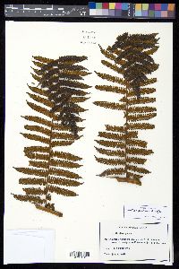 Cyathea povedae image