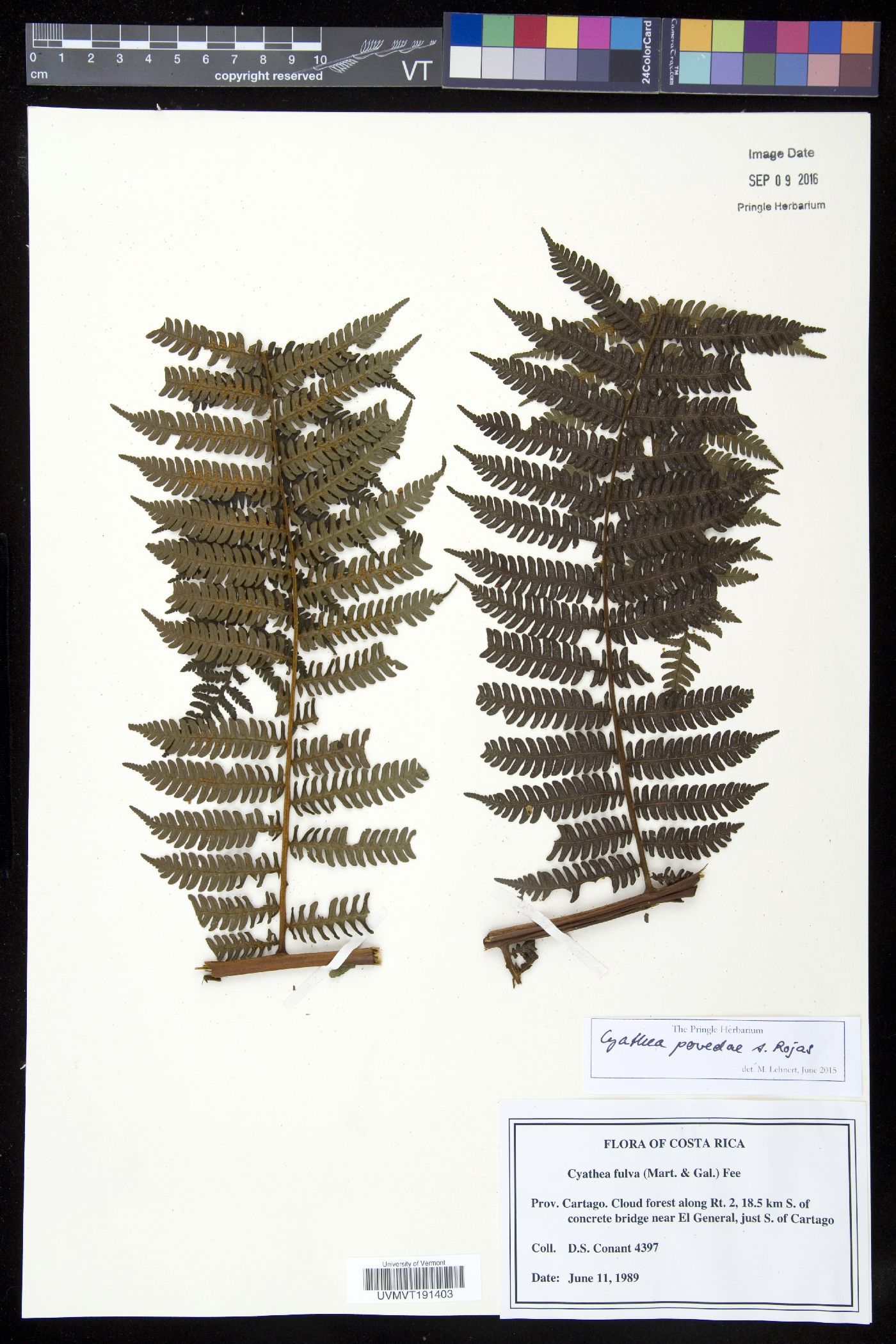 Cyathea povedae image