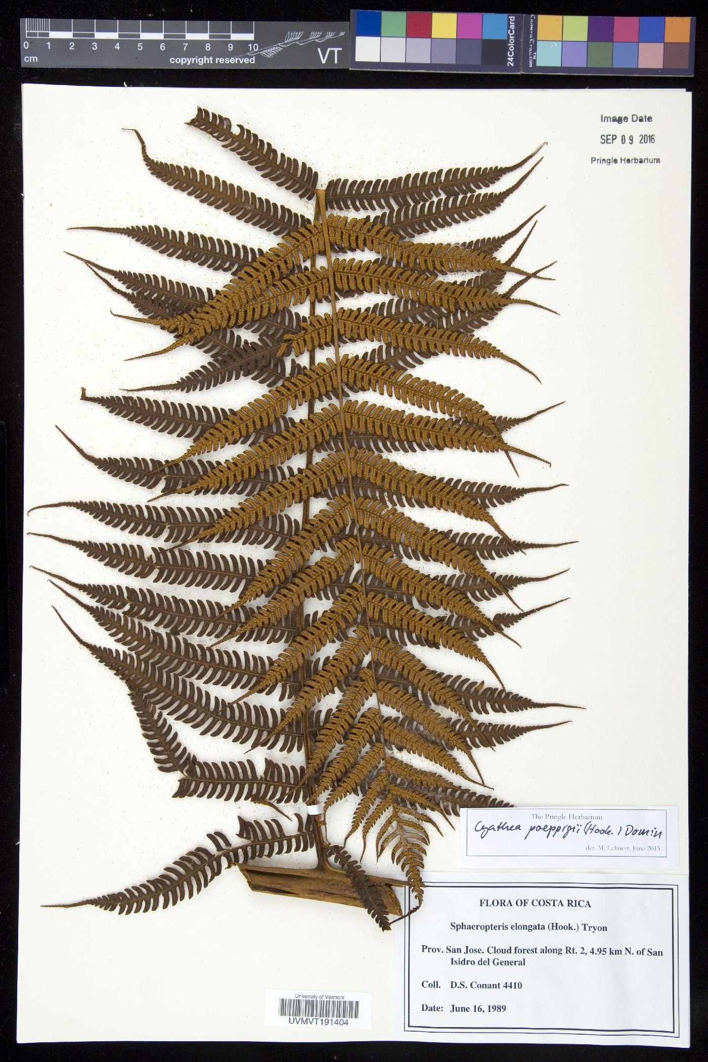 Cyathea poeppigii image