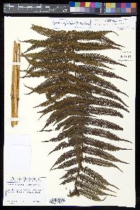 Cyathea bicrenata image