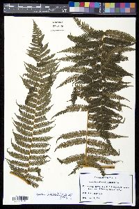 Cyathea bicrenata image