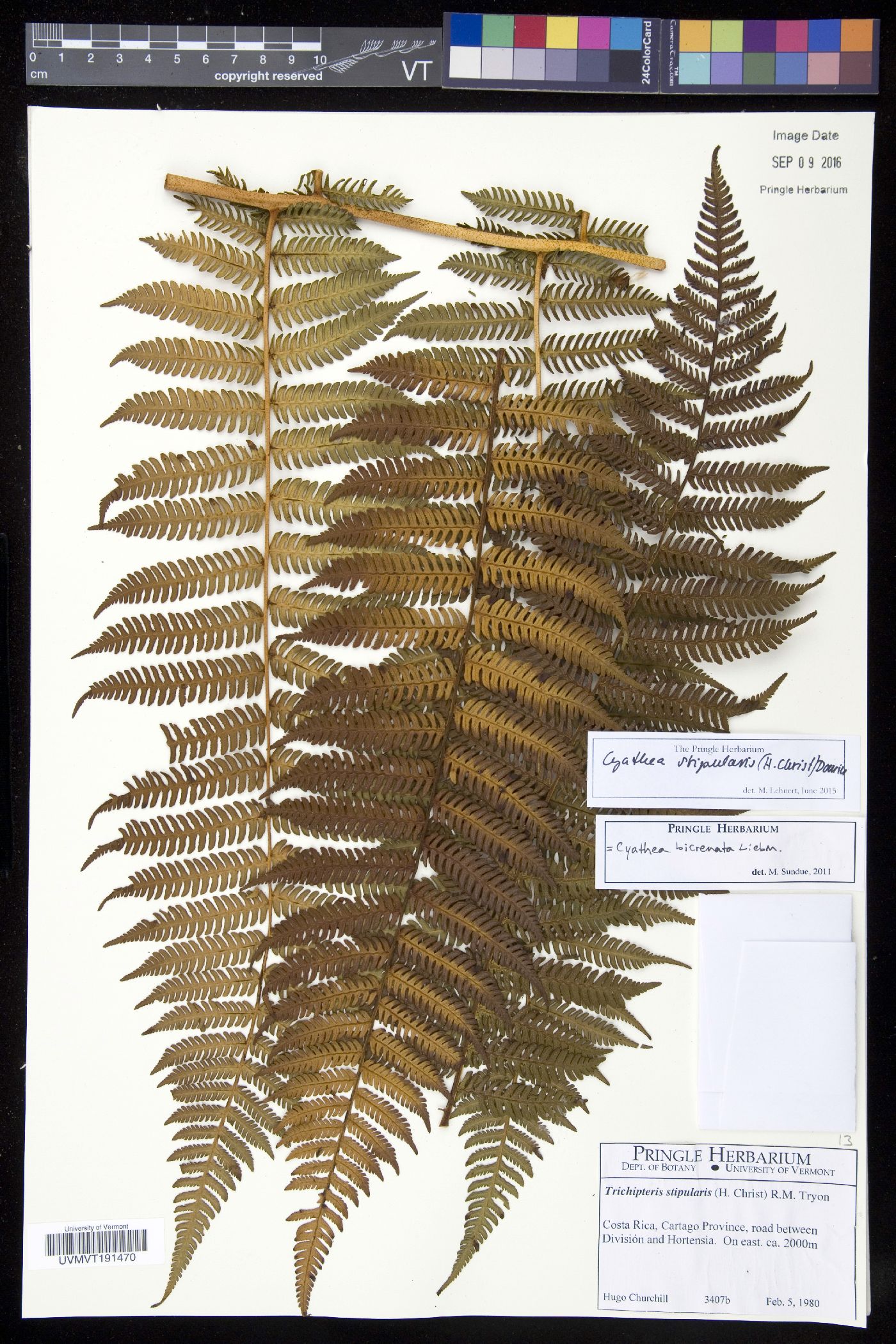 Cyathea bicrenata image