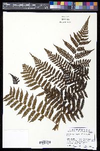 Cyathea suprastrigosa image