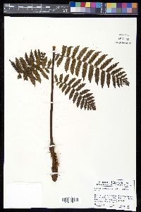 Cyathea suprastrigosa image