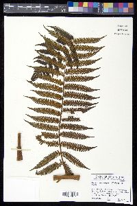 Cyathea suprastrigosa image