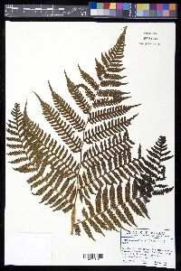 Cyathea suprastrigosa image