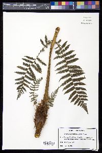 Cyathea suprastrigosa image