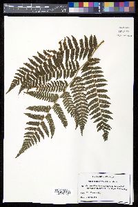 Cyathea suprastrigosa image