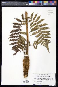 Cyathea suprastrigosa image