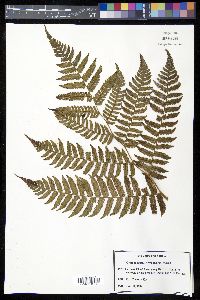 Cyathea suprastrigosa image