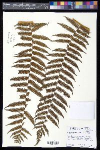 Cyathea suprastrigosa image