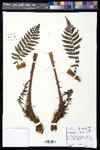 Cyathea suprastrigosa image