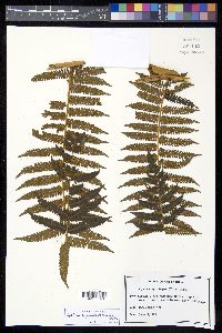 Cyathea suprastrigosa image