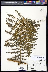 Cyathea bicrenata image