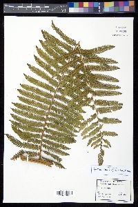 Cyathea tenera image