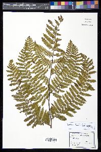 Cyathea tenera image