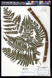 Cyathea tenera image