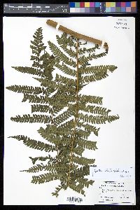 Cyathea tenera image