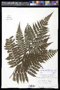 Cyathea tenera image