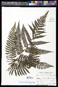 Cyathea tenera image