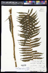 Cyathea tenera image