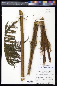 Cyathea tenera image