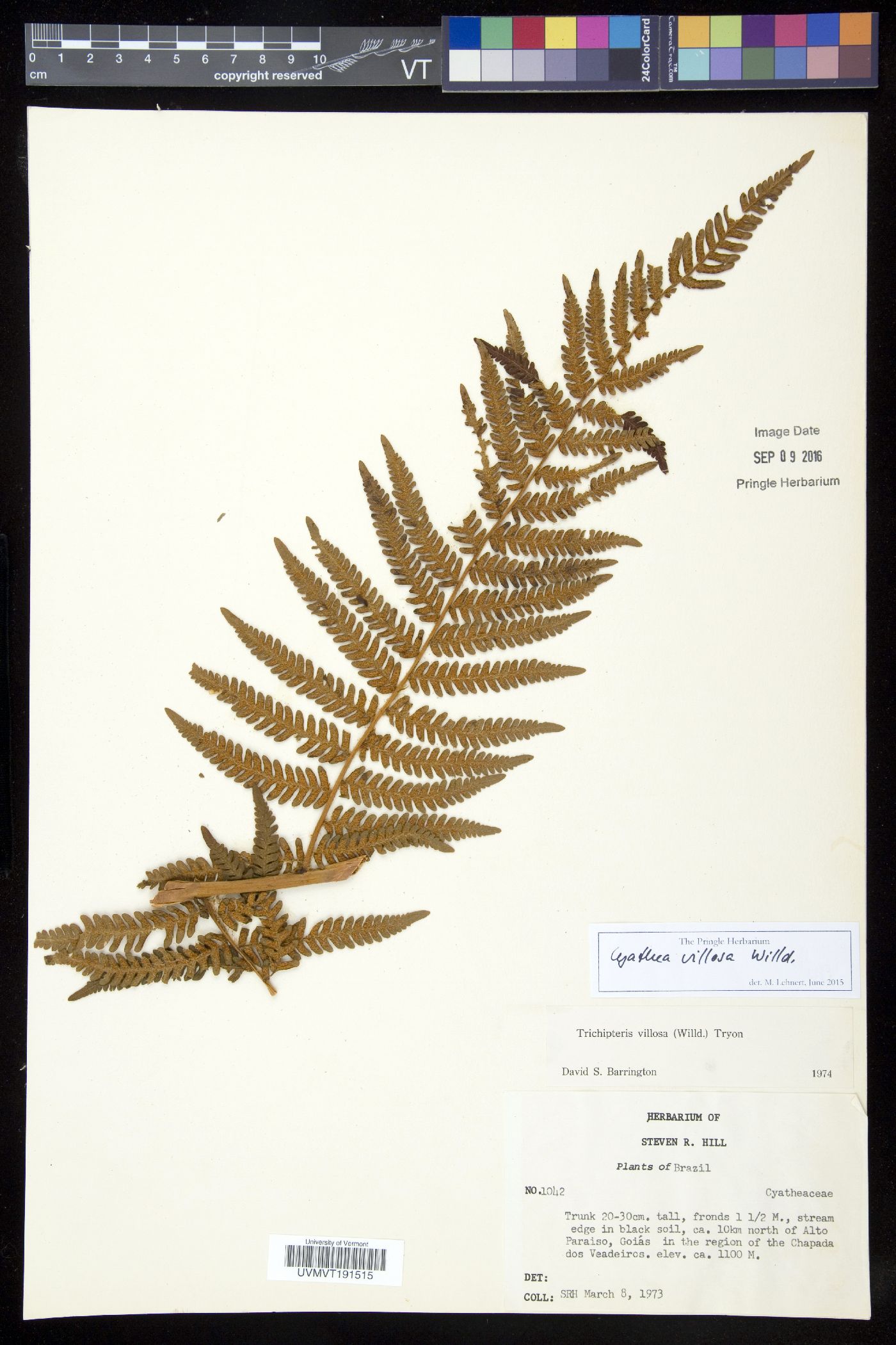 Cyathea villosa image